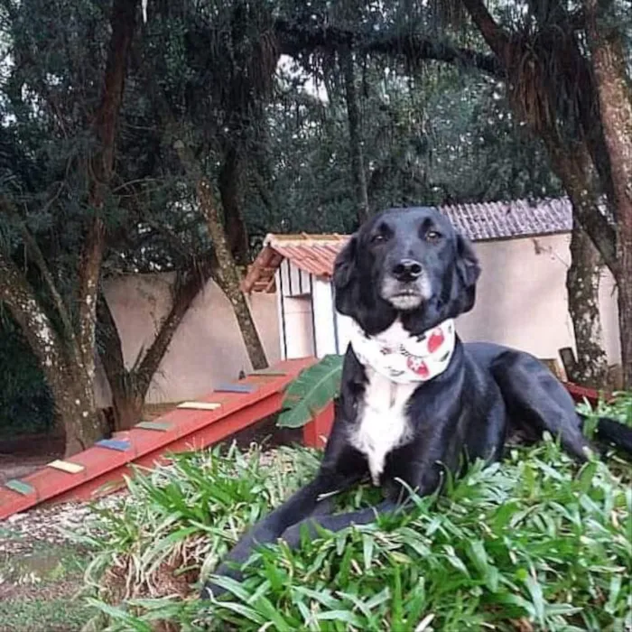 Cachorro ra a Srd idade 6 ou mais anos nome Mandyu