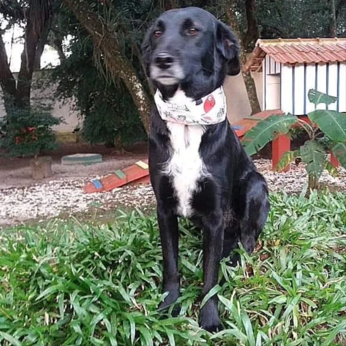 Cachorro ra a Srd idade 6 ou mais anos nome Mandyu