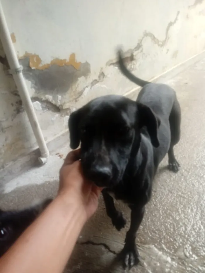 Cachorro raça Viralata idade 2 anos nome Tete 