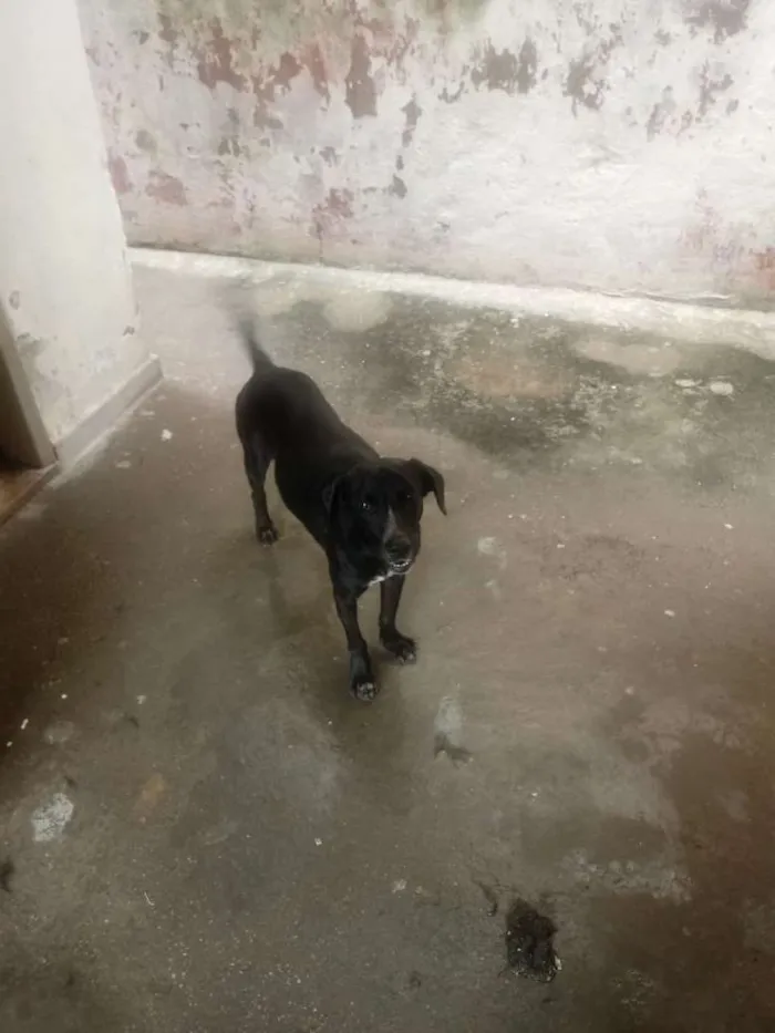 Cachorro raça Viralata idade 2 anos nome Tete 