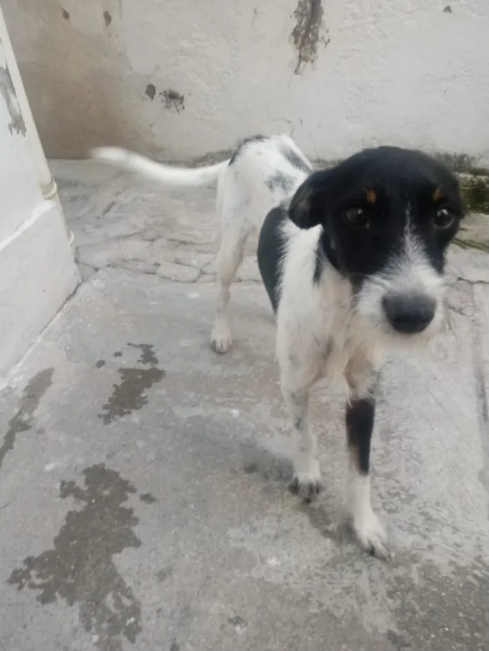Cachorro raça Viralata idade 1 ano nome Hulk