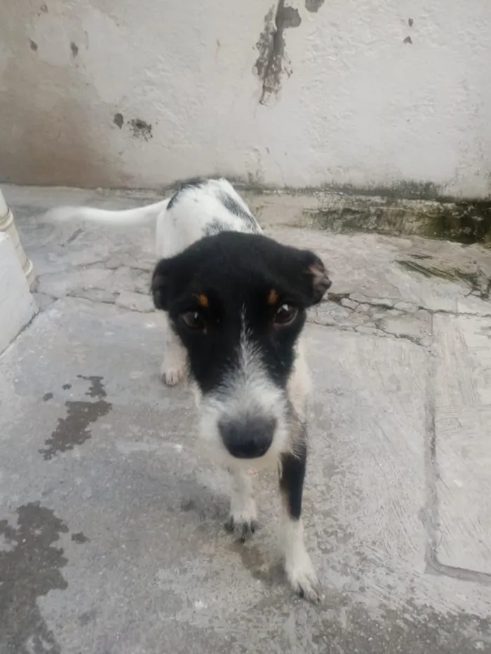 Cachorro raça Viralata idade 1 ano nome Hulk