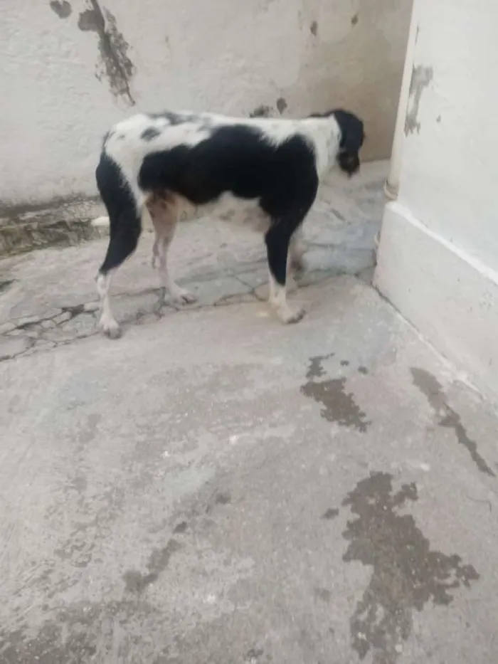 Cachorro raça Viralata idade 1 ano nome Hulk