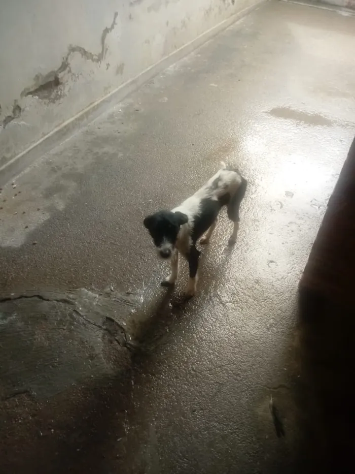 Cachorro raça Viralata idade 1 ano nome Hulk