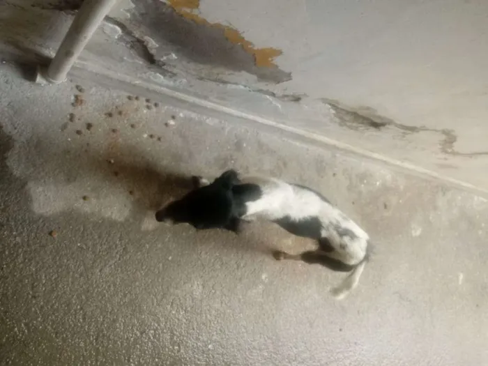Cachorro raça Viralata idade 1 ano nome Hulk