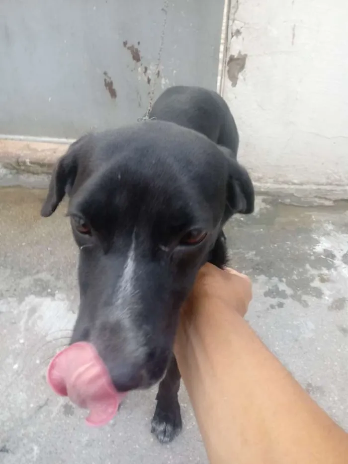 Cachorro raça Viralata idade 2 anos nome Tete 