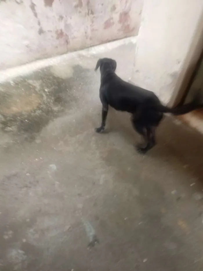 Cachorro raça Viralata idade 2 anos nome Tete 