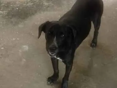 Cachorro raça Viralata idade 2 anos nome Tete 