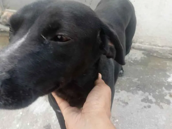 Cachorro raça Viralata idade 2 anos nome Tete 