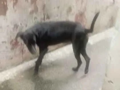 Cachorro raça Viralata idade 2 anos nome Tete 