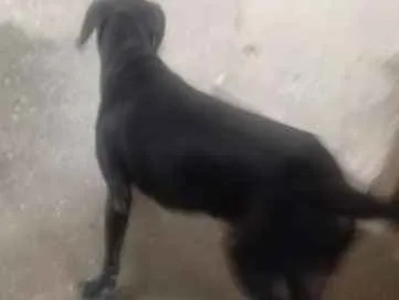 Cachorro raça Viralata idade 2 anos nome Tete 
