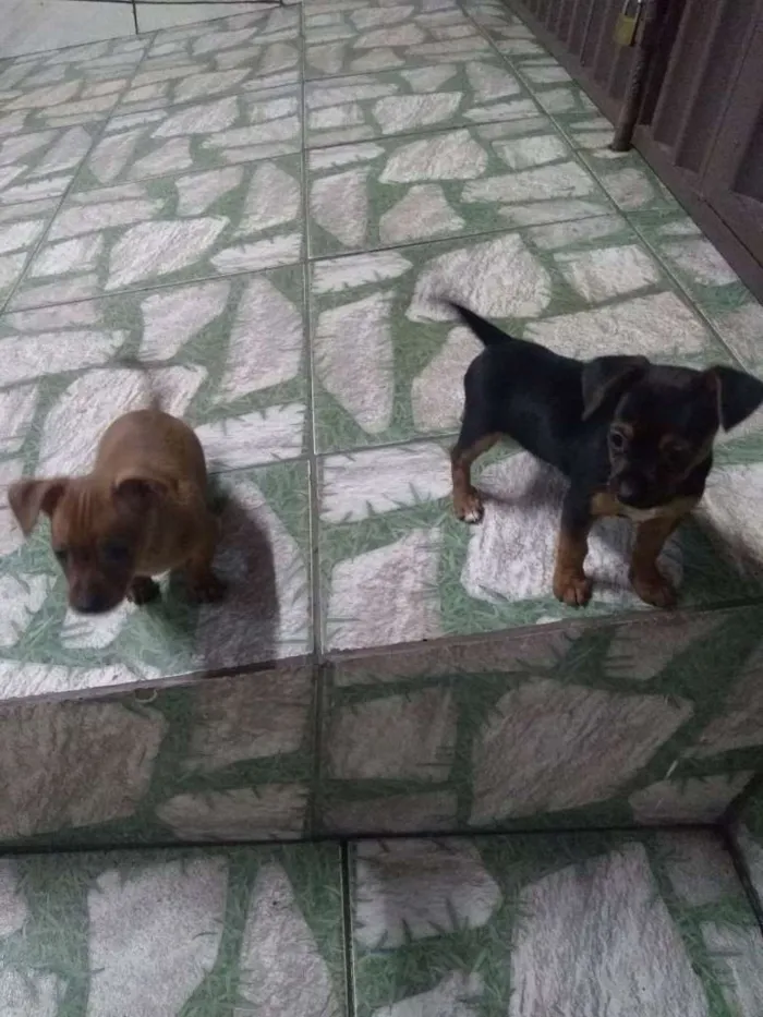 Cachorro ra a indefinida idade 2 a 6 meses nome não tem