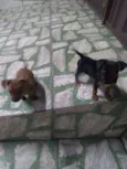 não tem