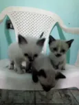 Filhotes da Gatinha