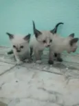 Filhotes da Gatinha