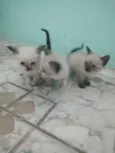 Filhotes da Gatinha