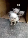 Filhotes da Gatinha