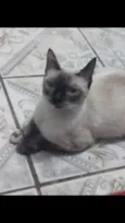 Filhotes da Gatinha