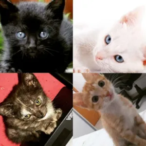 Gato raça vários idade 2 a 6 meses nome Vários