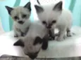 Filhotes da Gatinha