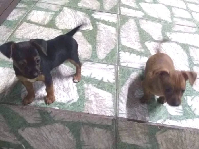 Cachorro ra a indefinida idade 2 a 6 meses nome não tem