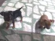 não tem