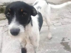 Cachorro raça Viralata idade 1 ano nome Hulk
