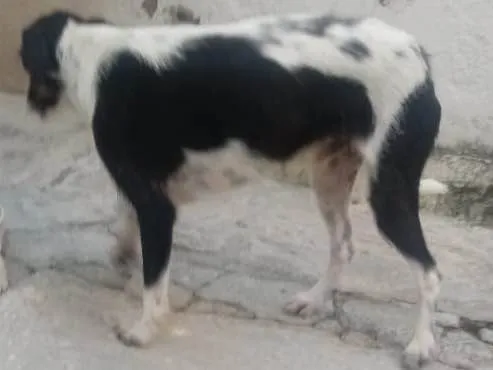 Cachorro raça Viralata idade 1 ano nome Hulk