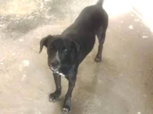 Cachorro raça Viralata idade 2 anos nome Tete 