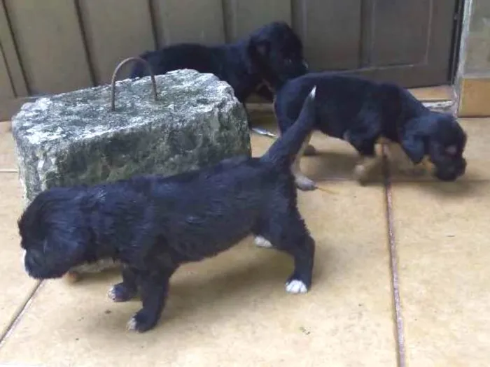 Cachorro ra a Sem raça idade Abaixo de 2 meses nome Recém nascidos