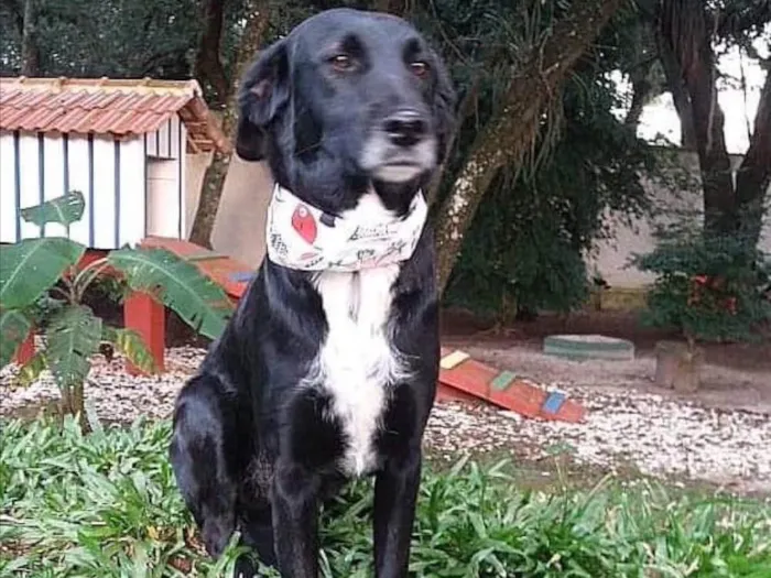 Cachorro ra a Srd idade 6 ou mais anos nome Mandyu