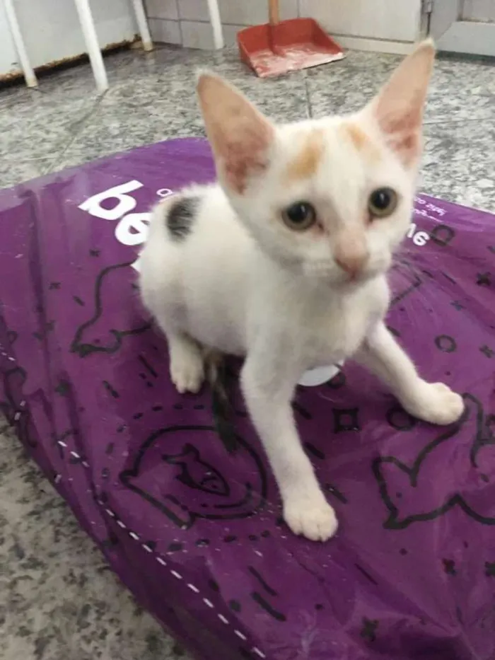 Gato ra a Srd idade 2 a 6 meses nome Miucha