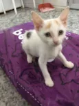 Miucha