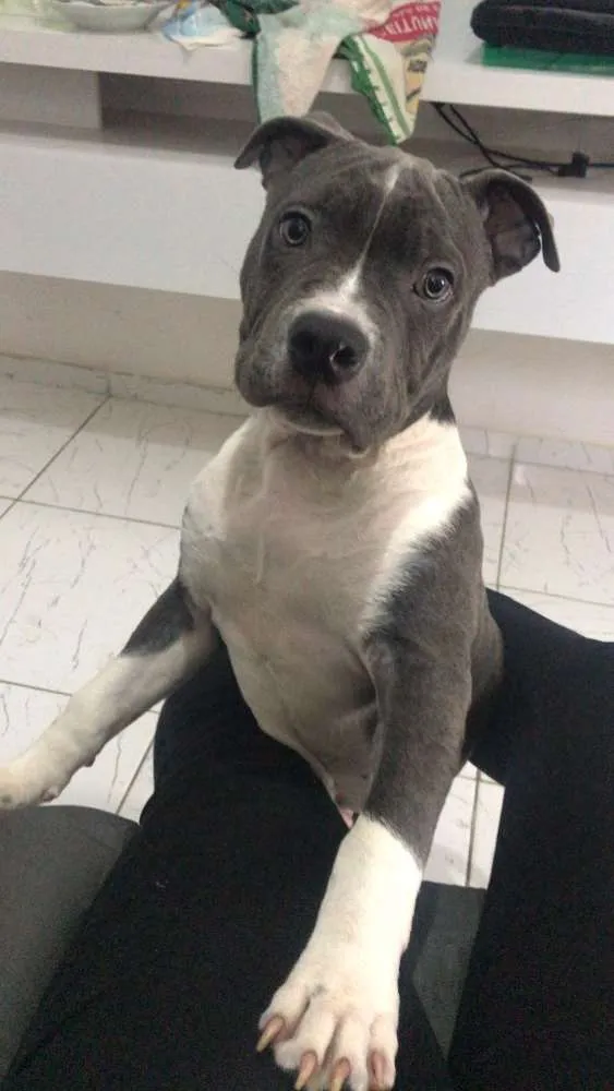 Cachorro ra a Pitbull - American bully idade 2 a 6 meses nome Iron