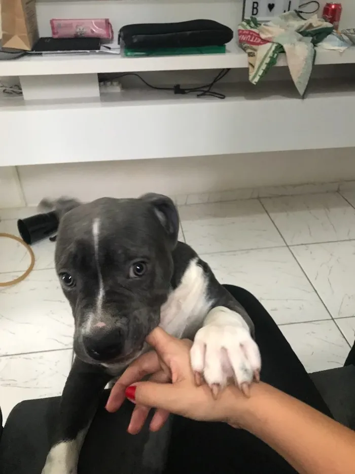 Cachorro ra a Pitbull - American bully idade 2 a 6 meses nome Iron