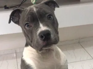 Cachorro raça Pitbull - American bully idade 2 a 6 meses nome Iron