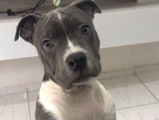 Cachorro ra a Pitbull - American bully idade 2 a 6 meses nome Iron