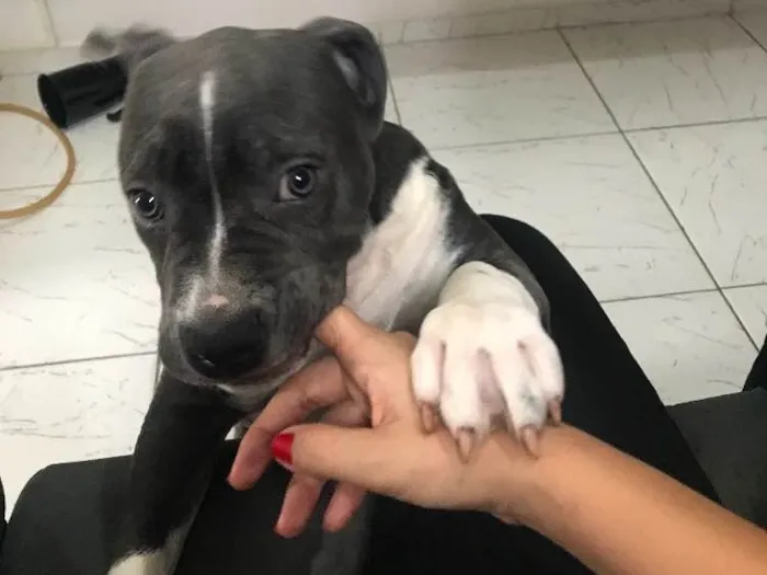 Cachorro ra a Pitbull - American bully idade 2 a 6 meses nome Iron