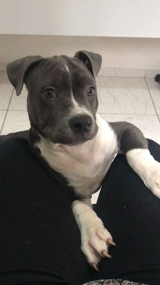 Cachorro ra a Pitbull - American Bully idade 2 a 6 meses nome Iron