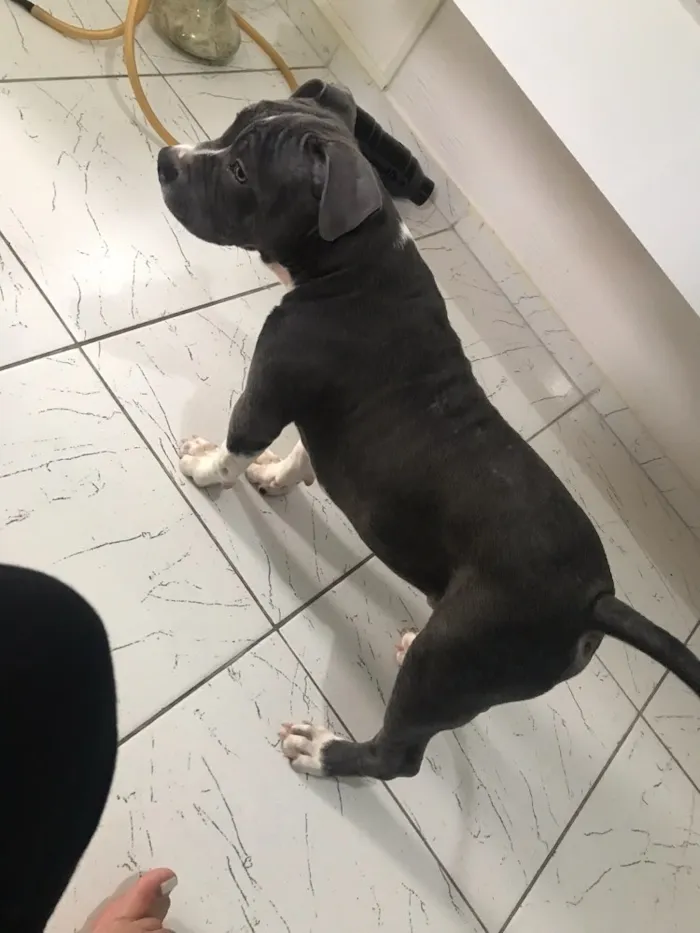 Cachorro ra a Pitbull - American Bully idade 2 a 6 meses nome Iron