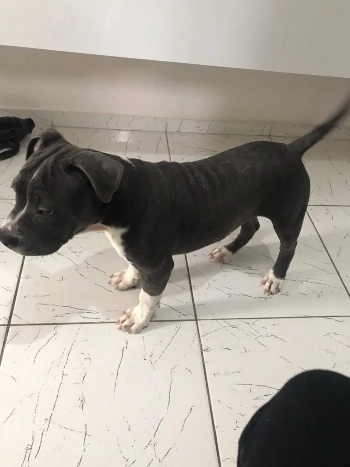 Cachorro ra a Pitbull - American Bully idade 2 a 6 meses nome Iron
