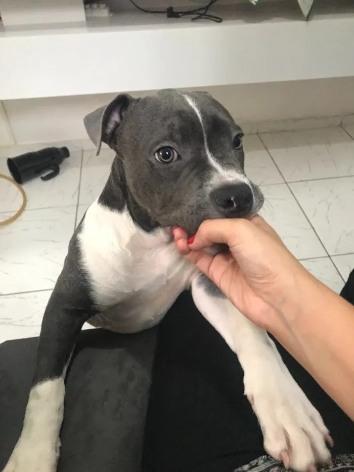 Cachorro ra a Pitbull - American Bully idade 2 a 6 meses nome Iron