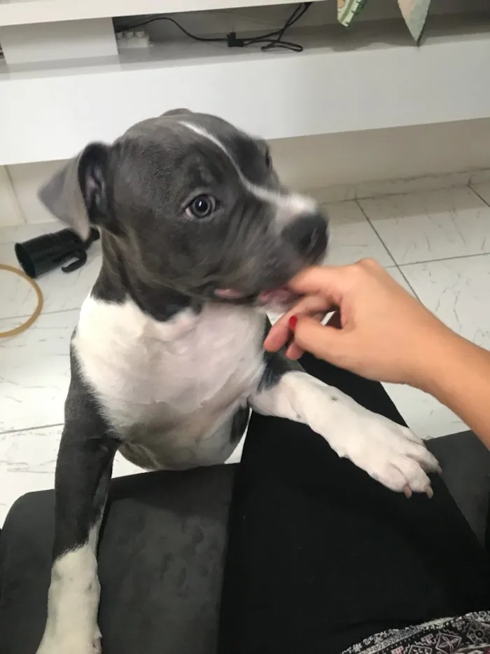 Cachorro ra a Pitbull - American Bully idade 2 a 6 meses nome Iron