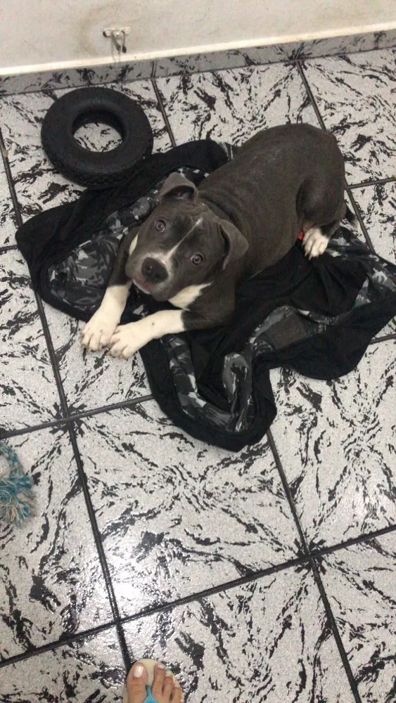 Cachorro ra a Pitbull - American Bully idade 2 a 6 meses nome Iron
