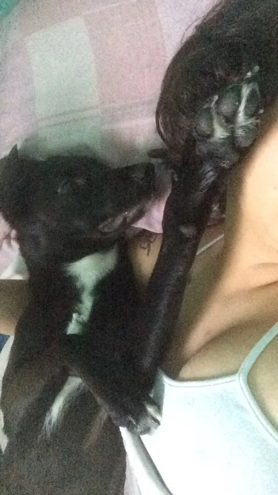 Cachorro raça Vira lata  idade 1 ano nome Weed