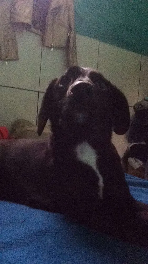 Cachorro raça Vira lata  idade 1 ano nome Weed