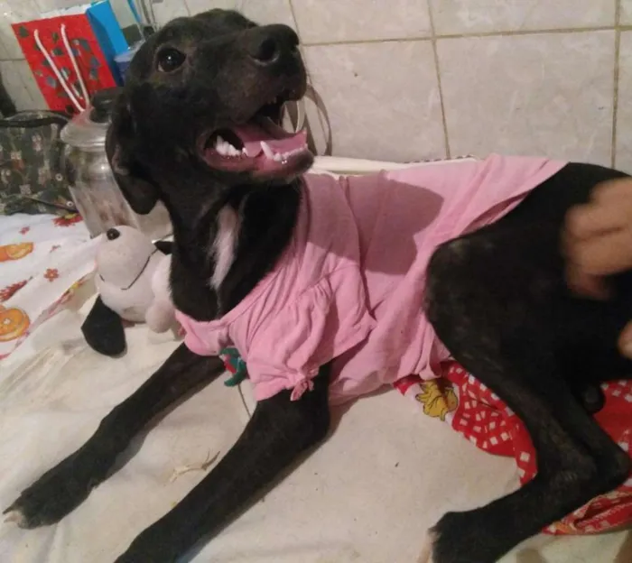 Cachorro ra a  idade 7 a 11 meses nome Mariazinha