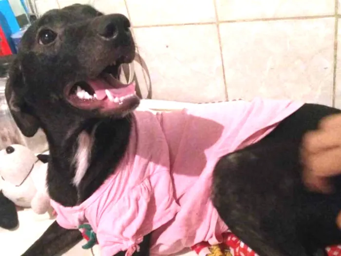 Cachorro ra a  idade 7 a 11 meses nome Mariazinha