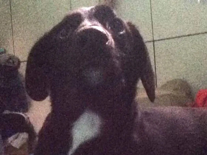 Cachorro raça Vira lata  idade 1 ano nome Weed