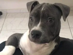 Cachorro raça Pitbull - American Bully idade 2 a 6 meses nome Iron